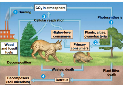 The Carbon Cycle