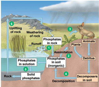 The Phosphorus Cycle