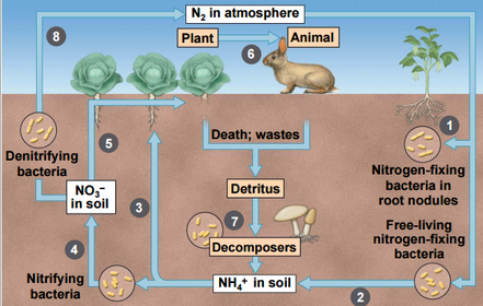 Nitrogen has two abiotic reservoirs: