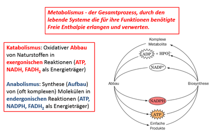 Vorlesung 09 - Stoffwechsel 1: Glycolyse und Gluconeogenese