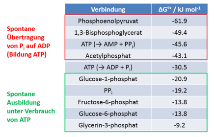Energieträger in Stoffwechselprozessen – Phosphorylierte Verbindungen