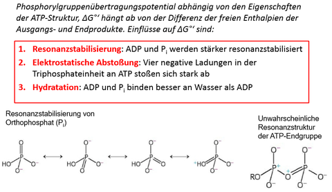 Warum ist ATP ein effizienter Phosphorylgruppendonator?