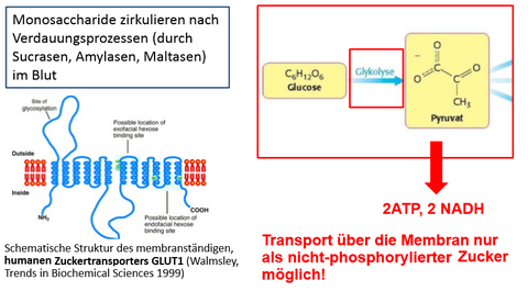 Bereitstellen des Ausgangsstoffes Glucose