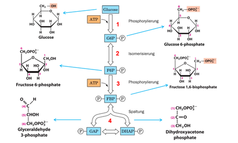 Teil 1 der Glykolyse: Spaltung von Glucose zu C3-Körpern unter Verbrauch von ATP