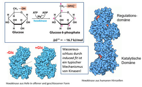 1. Hexokinase–Verbrauch des ersten ATP