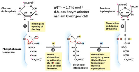 2. Phosphohexoseisomerase ‐Isomerisierung von Glc6P