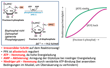 3. Phosphofructokinase‐Verbrauch des zweiten ATP