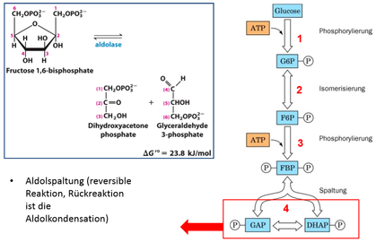 4. Aldolase–Spaltung von Fructose‐1,6‐Bisphosphat