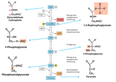 Teil 2 der Glykolyse –Gewinnung von ATP und NADH
