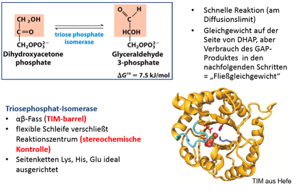 Einspeisen von C3‐Verbindungen in die Glykolyse – Triosephosphat‐Isomerase