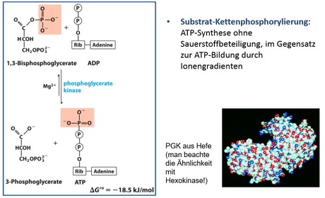 6. Phosphoglycerat‐Kinase erzeugt ein Molekül ATP