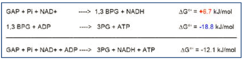 Kopplung der GAPDH und der PGK‐Reaktionen