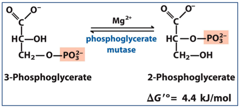 7. Intramolekulare Übertragung von Phosphat durch Phosphoglyceratmutase 1