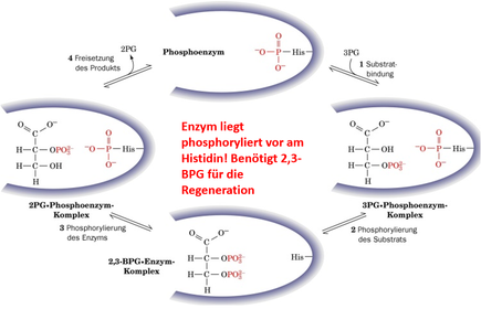 7. Intramolekulare Übertragung von Phosphat durch Phosphoglyceratmutase 2