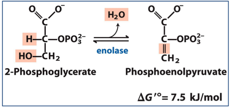 8. Enolase spaltet Wasser ab