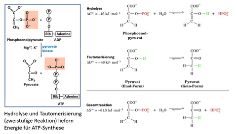 9. Pyruvatkinase produziert ein Molekül ATP