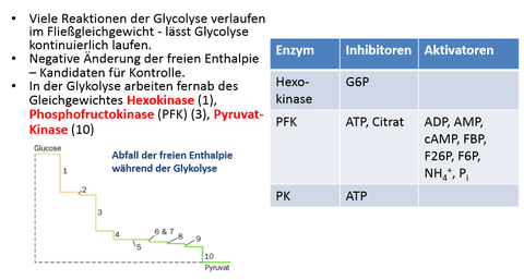 Kontrolle der Glykolyse im Muskel