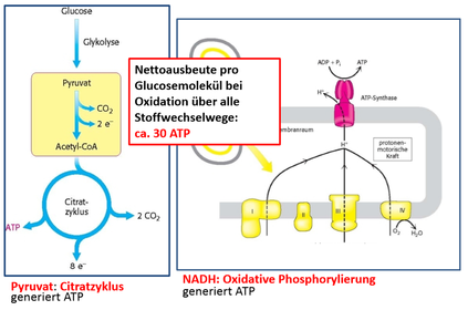 Weitere Abbauwege der Stoffwechselprodukte der Glykolyse