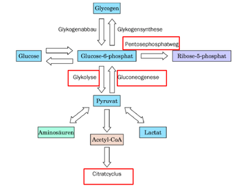 Aufbau von Glucose –Gluconeogenese: Verknüpfung im Stoffwechselnetzwerk