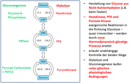 Gluconeogenese