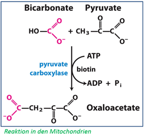 1. Umwandlung von Pyruvat in Oxalacetat– Verbrauch von einem ATP