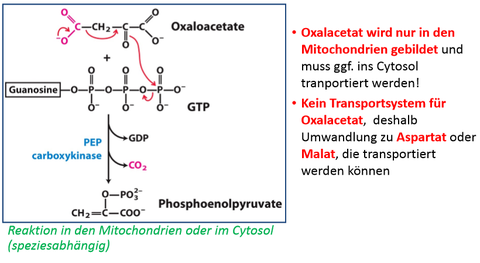 2. Umwandlung von Oxalacetat zu Phosphoenolpyruvat Verbrauch von einem GTP