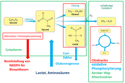 Vorlesung 10 - Stoffwechsel 2: Pentosephosphatweg und Citratcyclus