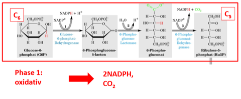 Pentosephosphatweg: Phase 1: oxidativ