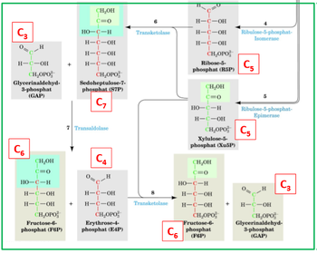 Pentosephosphatweg: Phase 2: nicht‐oxidativ