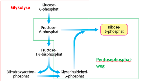 Regulation des Pentosephosphatwegs Fall 1: Nukleotidbiosynthese benötigt R5P