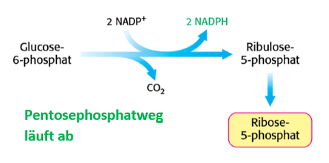 Regulation des Pentosephosphatwegs Fall 2: Ausgewogene NADPH‐und R5P‐Konzentration