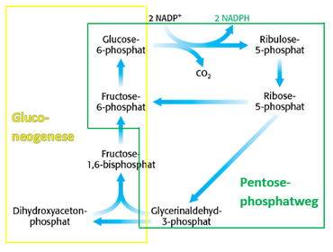 Regulation des Pentosephosphatwegs Fall 3: Es wird viel NADPH benötigt (z.B. im Fettgewebe zur Herstellung von Fettsäuren)