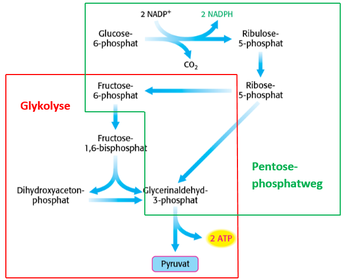 Regulation des Pentosephosphatwegs Fall 4: Es werden NADPH und ATP benötigt