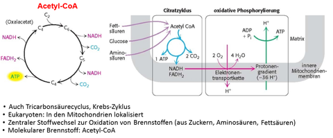 Citratcyclus