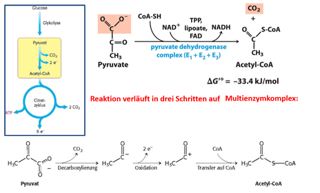 Bereitstellung von Acetyl‐CoA aus Pyruvat und CoA-Verbindung der Glykolyse mit dem Citratcyclus