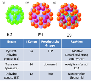 Pyruvat‐Dehydrogenase Mulitenzymkomplex