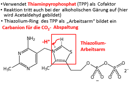 Synthese von Acetyl‐CoA aus Pyruvat 1. Decarboxylierung von Pyruvat