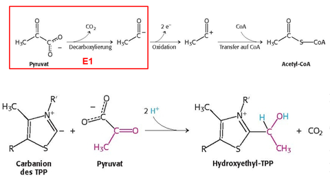 Synthese von Acetyl‐CoA aus Pyruvat 1. Decarboxylierung von Pyruvat 2