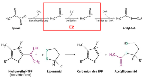 Synthese von Acetyl‐CoA aus Pyruvat 2. Oxidation zur Acetylgruppe und Übertragung auf Liponamid