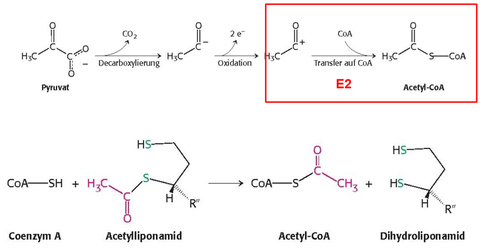 Synthese von Acetyl‐CoA aus Pyruvat 3. Bildung von Acetyl‐CoA (Transacetylierung)