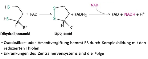 E3 des Pyruvatdehydrogenase‐Multienzymkomplexes dient der Regeneration von Liponamid an E2