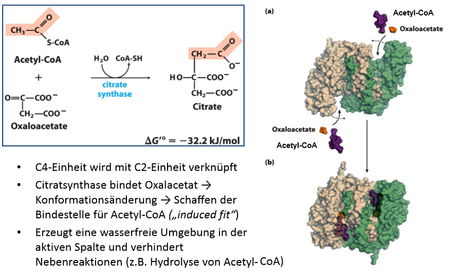 Citratcyclus: 1. Citratsynthese aus Acetyl‐CoA und Oxalacetat