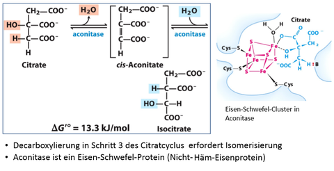 Citratcyclus: 2. Isomerisierung zu Isocitrat