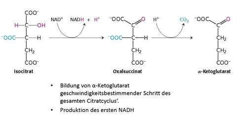 Citratcyclus: 3. Oxidative Decarboxylierungzu α‐Ketoglutarat