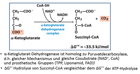 Citratcyclus: 4. Oxidative Decarboxylierungund Bildung von Succinyl‐CoA
