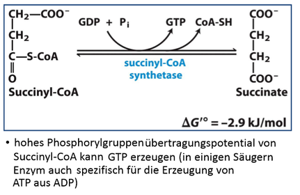 Citratcyclus: 5. Phosphorylgruppenübertragung auf GDP