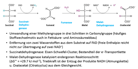 Citratcyclus Schritte 6‐8: Regeneration von Oxalacetat und Gewinnung von FADH2 und NADH