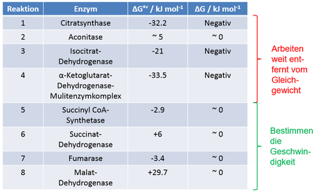 Regulation des Citratcyclus‘