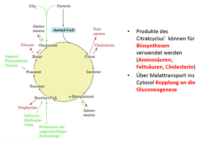 Biosynthetische Rolle der Produkte im Citratcyclus