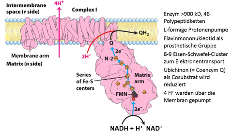 Komplex I: Elektronenübertragung von NADH auf NADH‐Q‐Oxidoreduktase